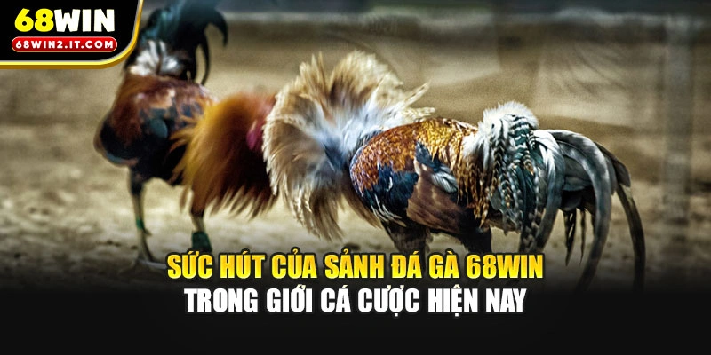 Sức hút của sảnh đá gà 68WIN trong giới cá cược hiện nay